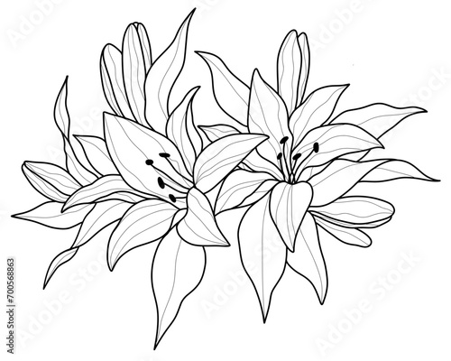 Black and White Lily Flower Vector in Hand-Drawn Style 