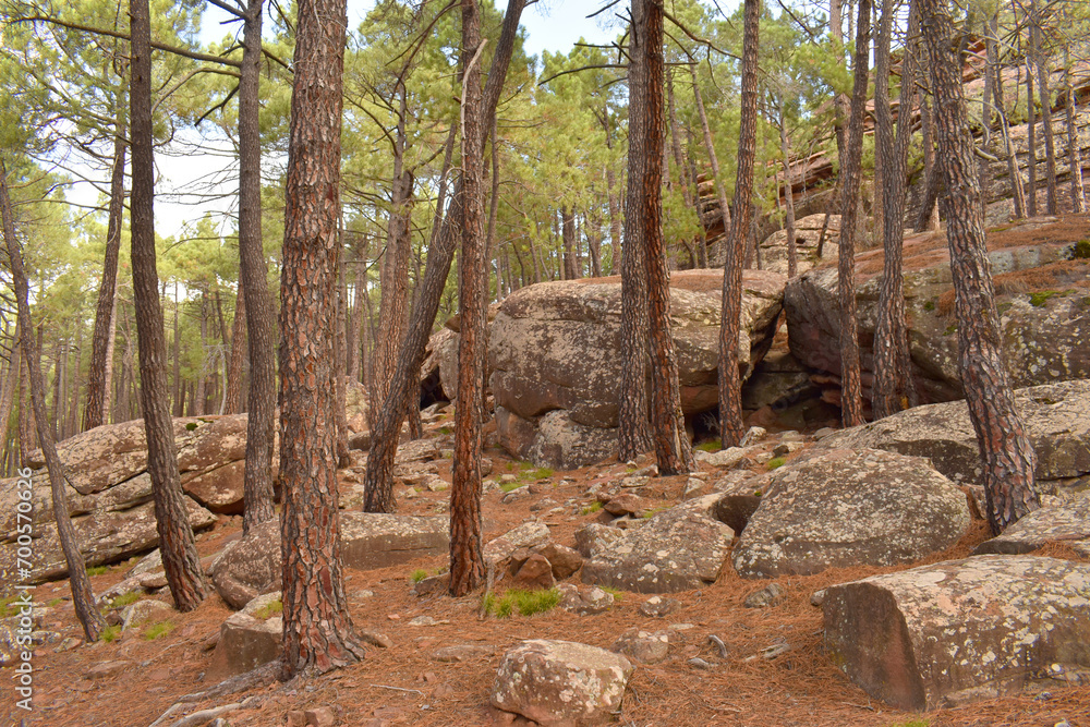 Fototapeta premium Protected Landscape of the Rodeno Pine Forests. Sierra de Albarr