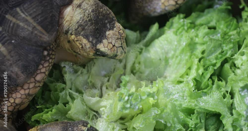 Tranquil Grazer: A Radiated Tortoise gracefully enjoys a herbivorous banquet, showcasing its serene charm as it indulges in lush, leafy greens Tranquil Grazer: A Radiated Tortoise gracefully enjoys a herbivorous banquet, showcasing its serene charm as it indulges in lush, leafy greens