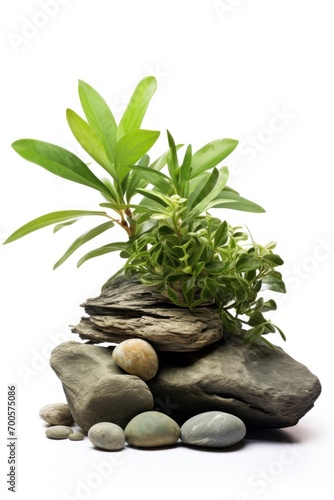 A balanced composition featuring a green succulent and stones, promoting wellness.