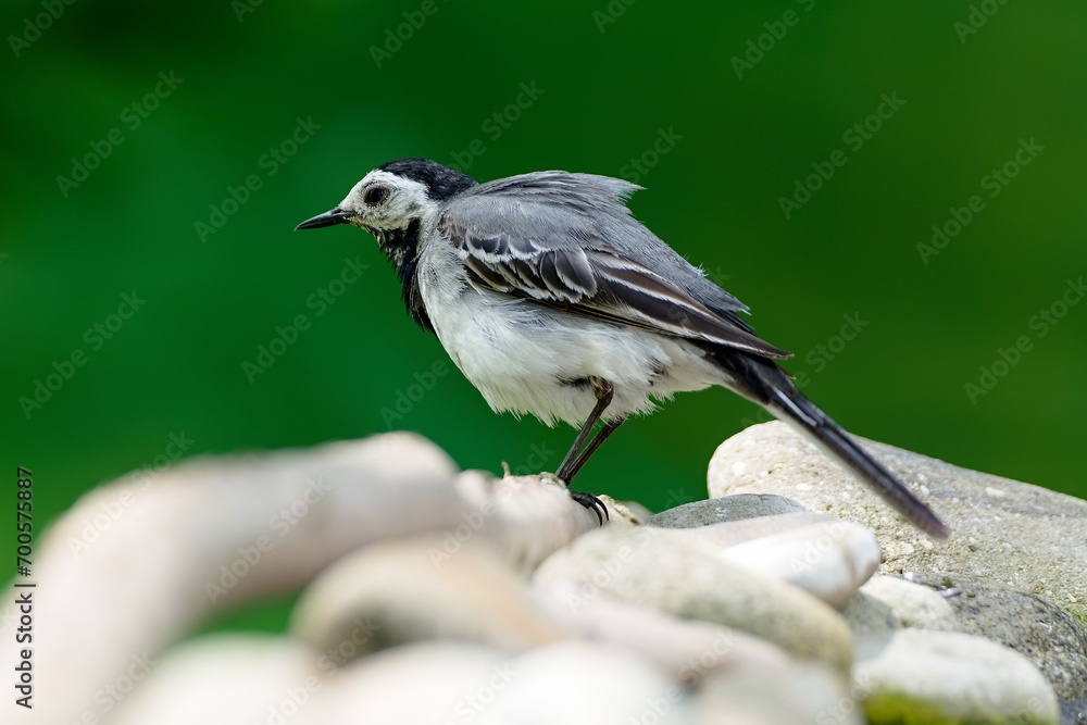 Obraz premium White wagtail on a stick near the stones shakes water from its feathers. Czech Republic.