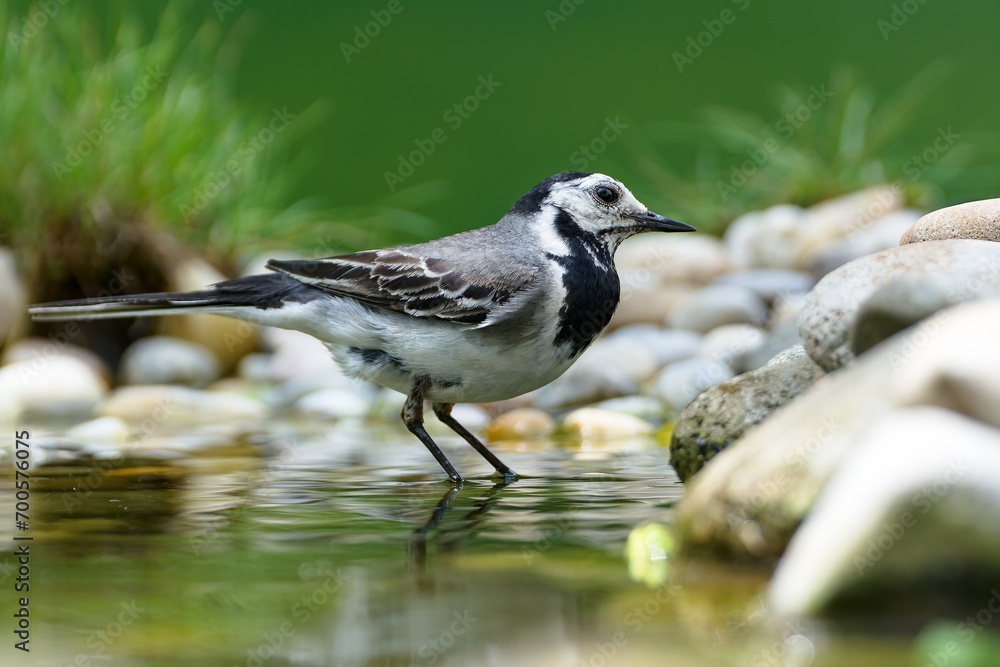 Obraz premium White wagtail, Motacilla alba stands in the water of a bird watering hole. Czech Republic