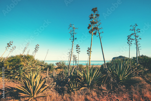 Seascape with blooming agave trees on a sunny day. A row of agaves in bloom on the beach