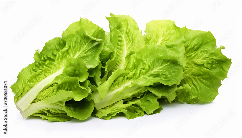 Lettuces Isolated on White Background Lettuces Isolated on White Background