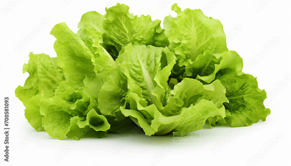 Lettuces Isolated on White Background Lettuces Isolated on White Background