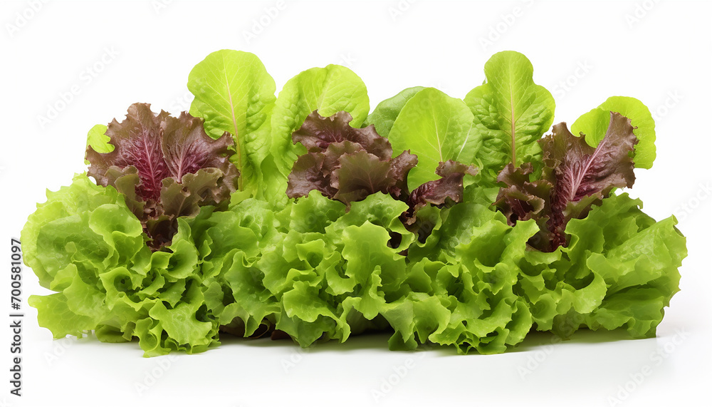 Lettuces Isolated on White Background Lettuces Isolated on White Background