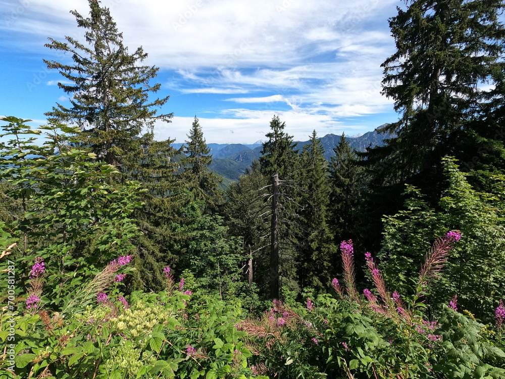 Forest overview with trees and lupines Forest overview with trees and lupines