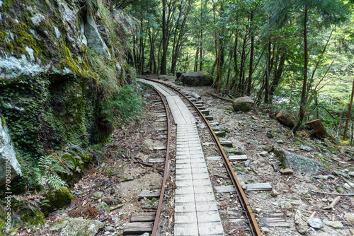 Trail in Shiratani Unsuikyo Ravine on Yakushima Island