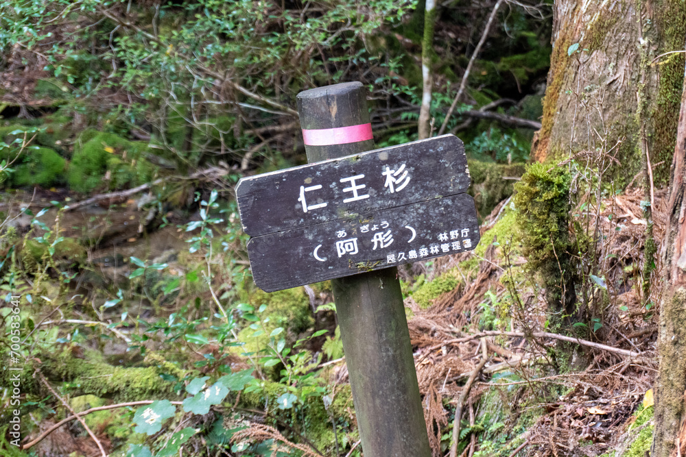 Trail in Shiratani Unsuikyo Ravine on Yakushima Island Trail in Shiratani Unsuikyo Ravine on Yakushima Island