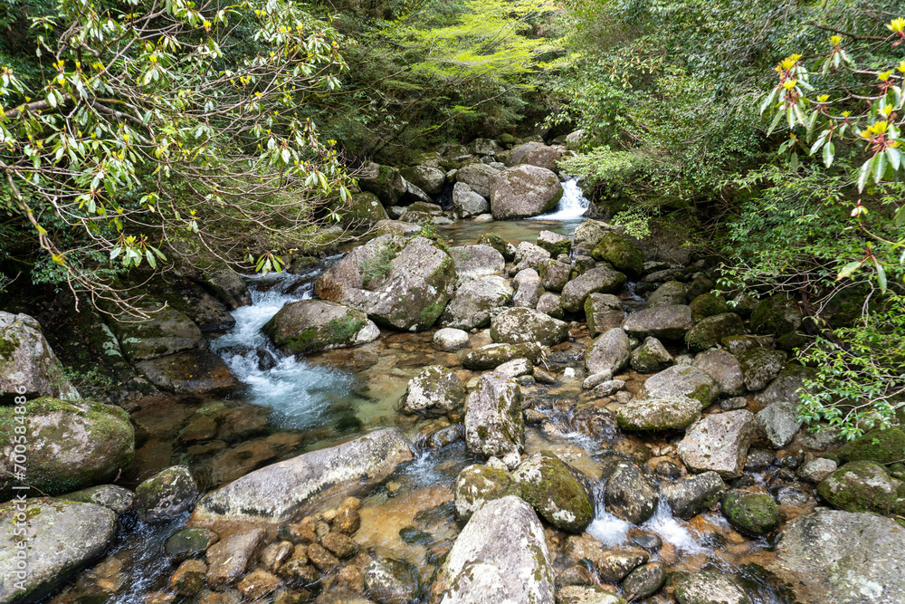 Trail in Shiratani Unsuikyo Ravine on Yakushima Island Trail in Shiratani Unsuikyo Ravine on Yakushima Island
