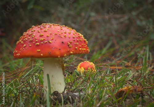 Orange Mushrooms in the Forest