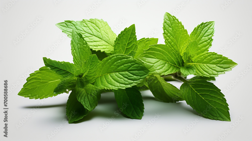 mint leaves on a white background mint leaves on a white background