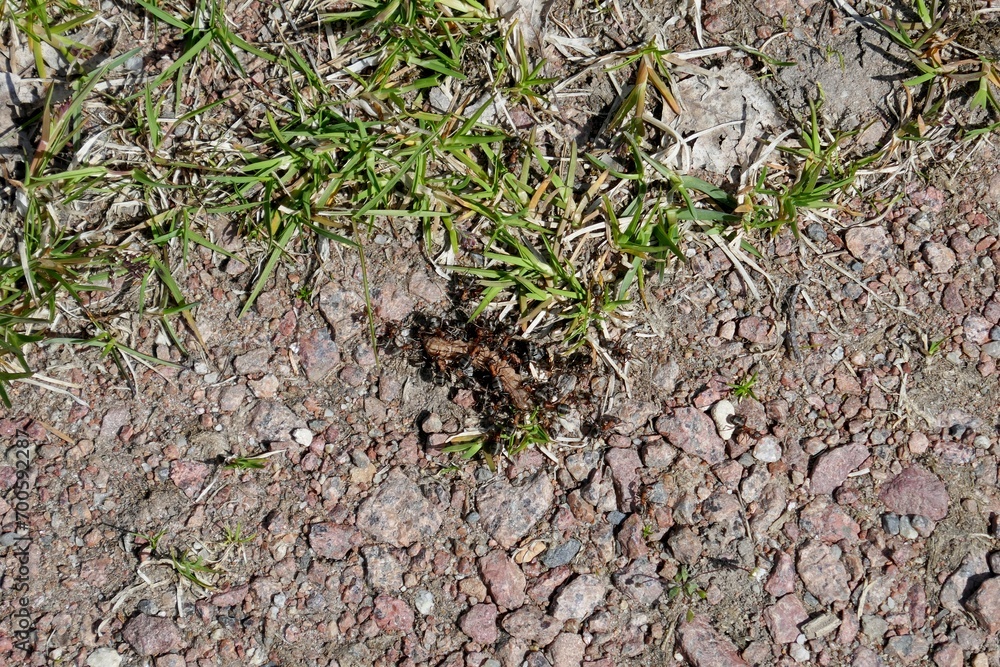 Closeup of ants eating butterfly catterpillar in spring. Closeup of ants eating butterfly catterpillar in spring.