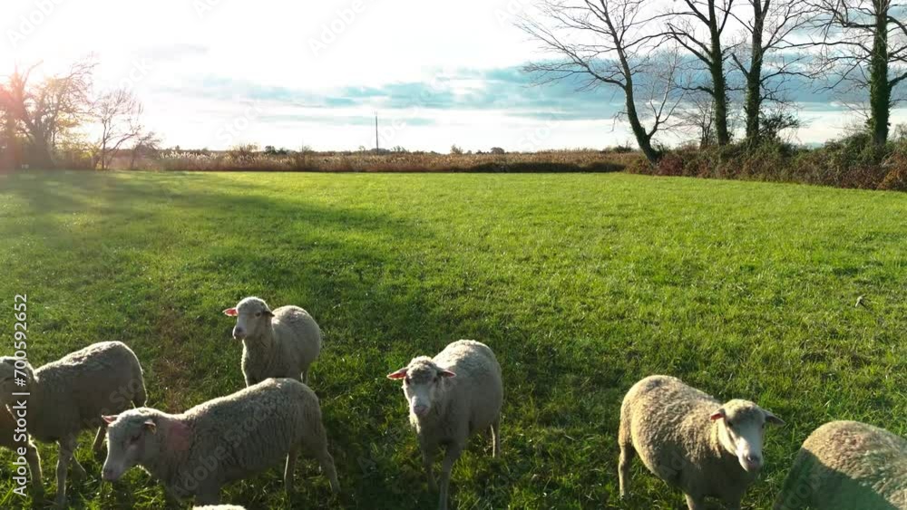 Flock of sheep on green pasture at golden hour Flock of sheep on green pasture at golden hour
