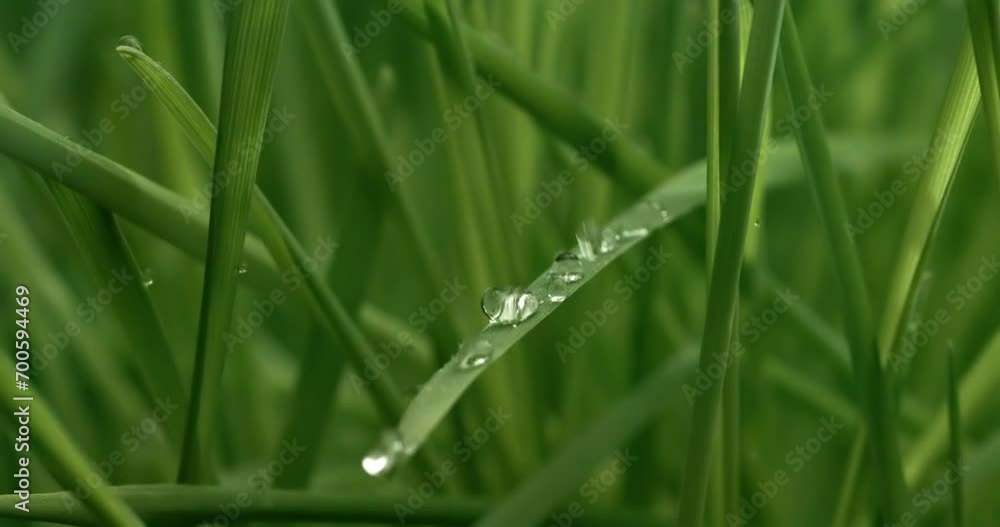 Green grass close-up raindrops slowly falling on the grass. Green grass close-up raindrops slowly falling on the grass.