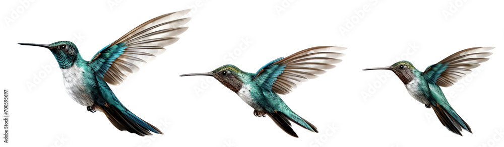 Set of hummingbird, isolated on transparent or white background