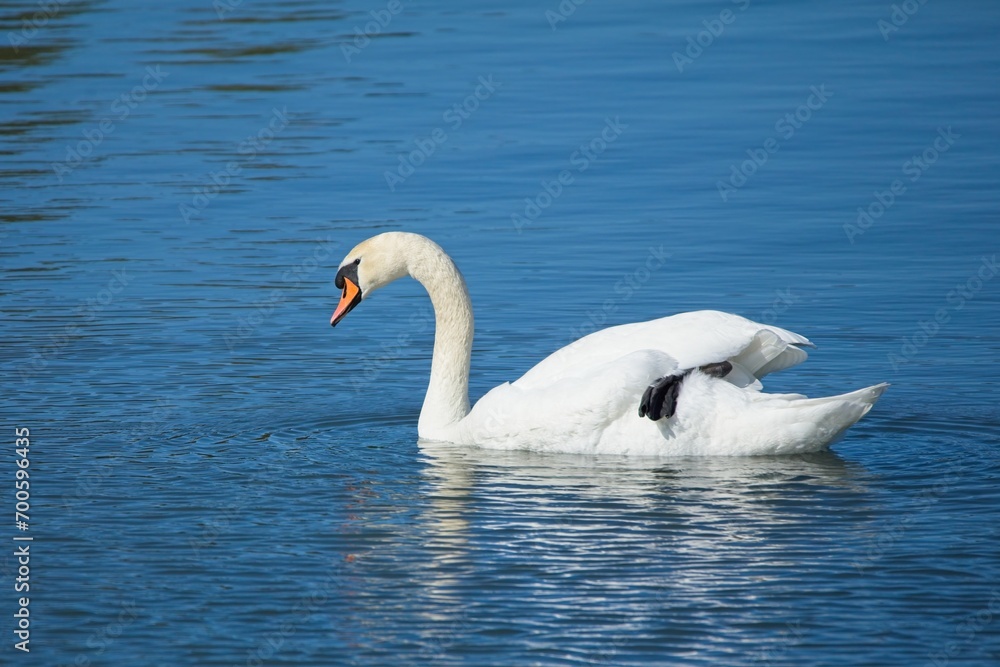 Mute swan (Cygnus olor) swimming in calm sea in spring.