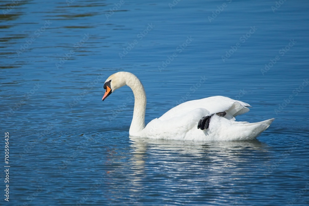 Mute swan (Cygnus olor) swimming in calm sea in spring. Mute swan (Cygnus olor) swimming in calm sea in spring.