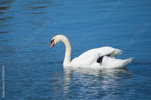 Mute swan  Cygnus olor  swimming in calm sea in spring.