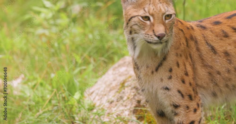 The Eurasian lynx (Lynx lynx) in the forest. The Eurasian lynx (Lynx lynx) in the forest.