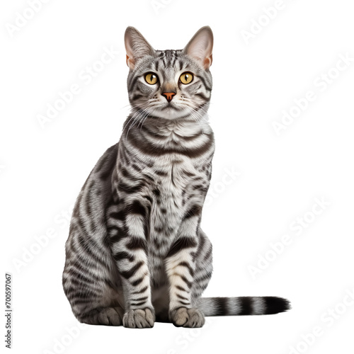 Portrait of Egyptian mau cat, isolated on transparent of white background