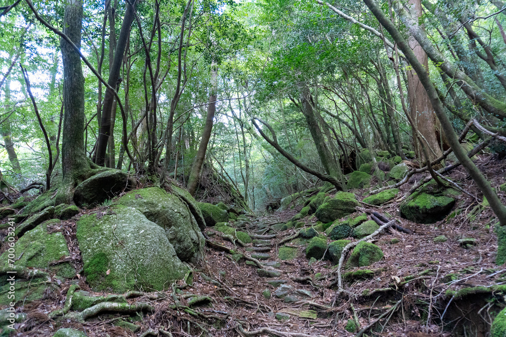 Trail in Shiratani Unsuikyo Ravine on Yakushima Island Trail in Shiratani Unsuikyo Ravine on Yakushima Island