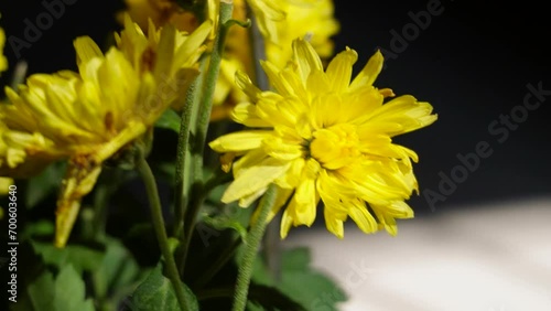 yellow flower in the garden