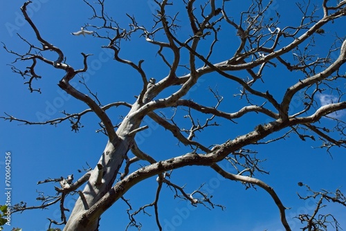 Dead and dry tree with blue sky in background in summer.