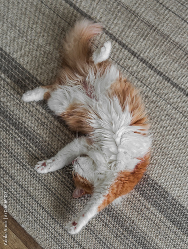 A cheerful red-haired cat sleeps in a funny pose on the carpet