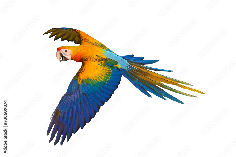 Fototapeta premium Colorful flying Camelot Macaw parrot isolated on transparent background png file