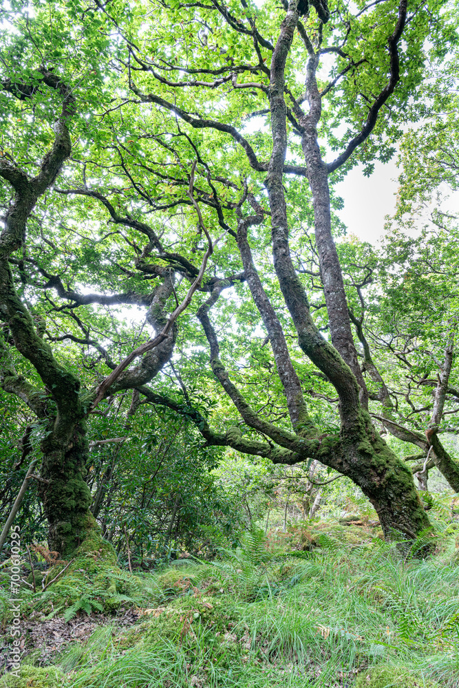 Trees and undergrowth in Glenborrodale Nature Reserve, in Scotland