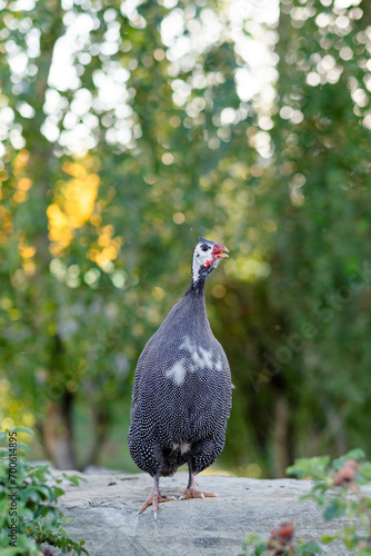 Guinea fowl walks in the park in summer, close-up. Wild bird on a walk