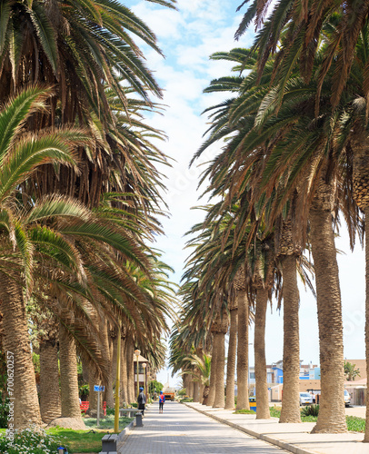 Palm Tree Lined Road, near to the Coastal promenade in Swakopmund.