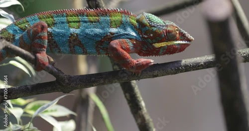 In Full Bloom: The Madagascar Chameleon blooms in nature's garden, a living artwork adorned with hues that mirror the surrounding leaves