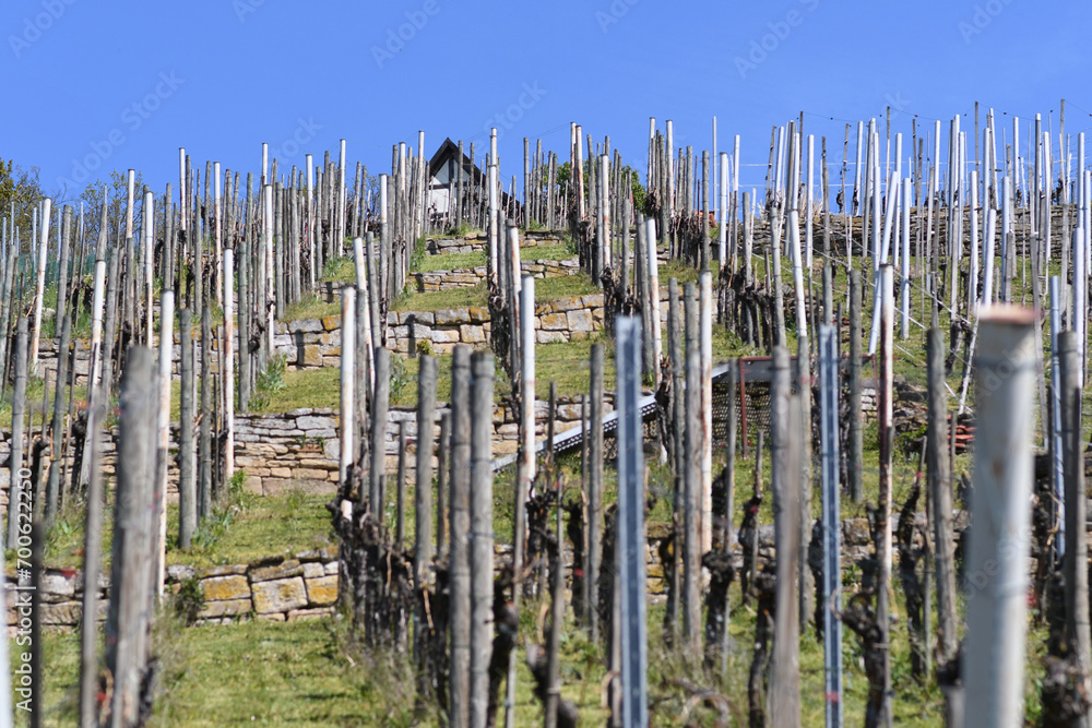 Alter Weinberg am Hang mit Hütte und Terrassen bei Stutttgart