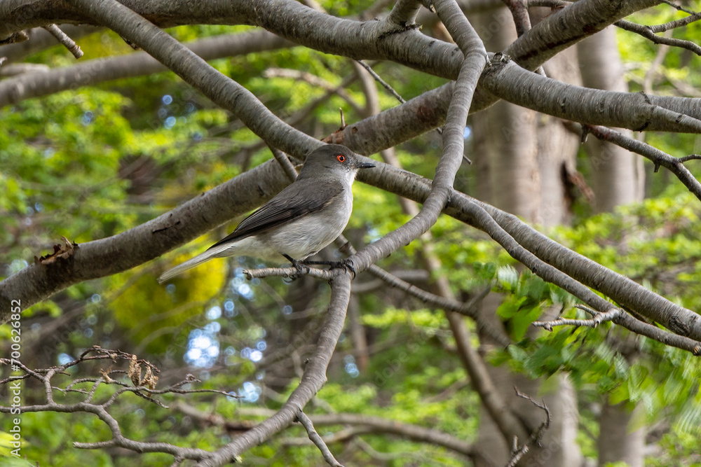 A Fire-eyed Diucon (Pyrope pyrope) in Tierra del Fuego National Park.