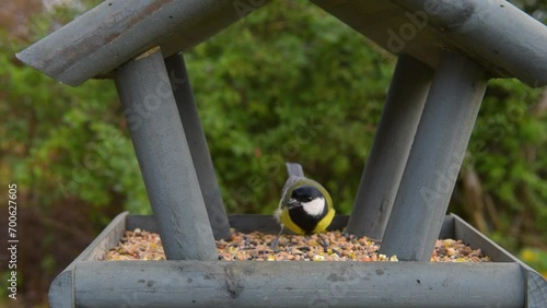 Tits having a snack on a garden bird feeder. Beautiful small garden bird feeding in winter time in bird feeder