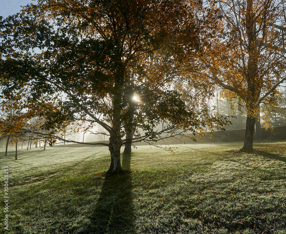 starry sun backlit through the branches of a tree on a cold foggy winter morning