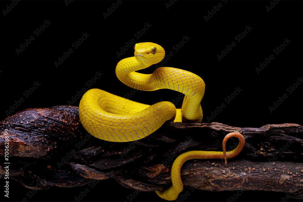 Obraz premium Yellow viper snake on branch, yellow white-lipped pit viper, Trimeresurus insularis, endemic snake of Indonesia