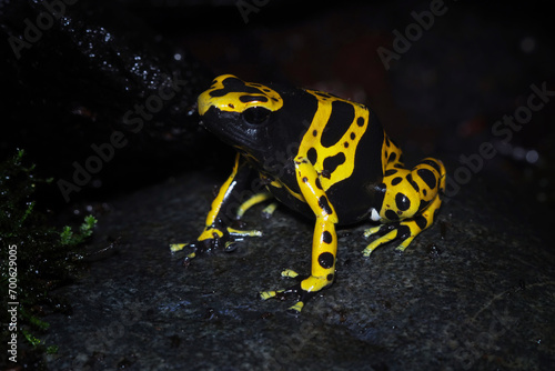 Yellow-banded poison dart frog, bumblebee frog, Dendrobates leucomelas