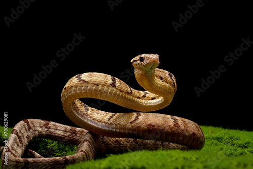 Boiga cynodon snake ready to attack isolated on black