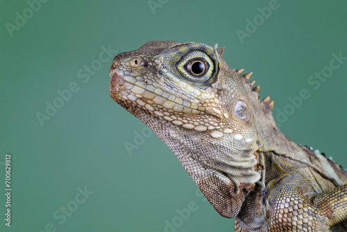 Close-up head of a hypsilurus magnus forest dragon lizard