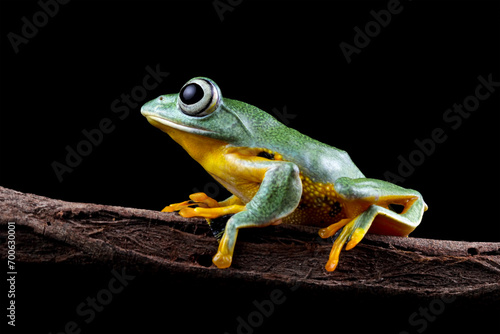 flying tree frog sitting on a branch,  close-up of javan tree frogs, rhacophorus reinwardtii