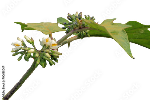 leaves and flowers of the pokak plant or Solanum torvum isolated on a transparent background photo