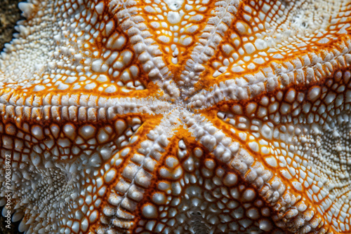 starfish background