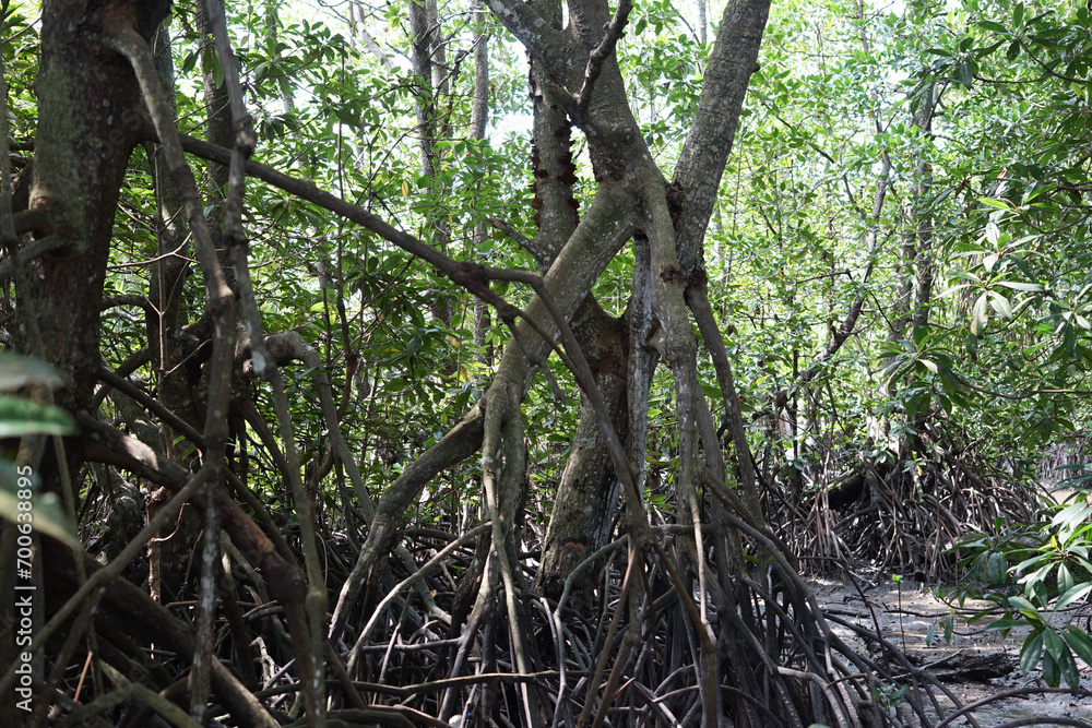 Roots of mangrove in mangrove forest