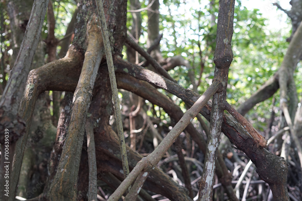 Roots of mangrove in mangrove forest Roots of mangrove in mangrove forest