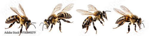 bee isolated on a transparent PNG background, white background, Generative Ai © Category PNG 