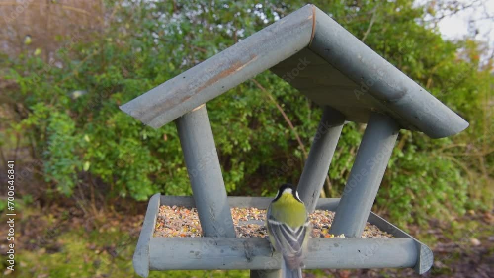 Tits having a snack on a garden bird feeder. Beautiful small garden bird feeding in winter time in bird feeder Tits having a snack on a garden bird feeder. Beautiful small garden bird feeding in winter time in bird feeder