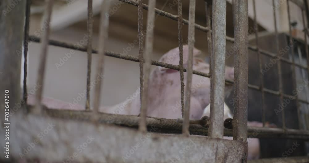 Swine Pigs Husbandry Modern Pig Farm Livestock Farm Pork Production Swine Pigs Husbandry Modern Pig Farm Livestock Farm Pork Production